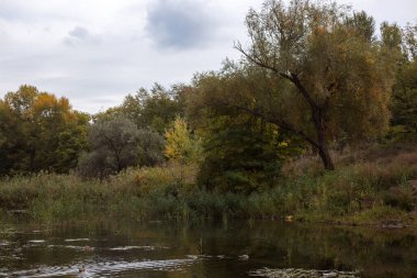 Ağaçlar ve yapraklarla dolu sonbahar manzarası