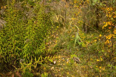 yeşil çimenler ve küçük bir bitki