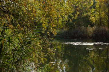 Ağaçlar ve nehirlerle dolu sonbahar manzarası