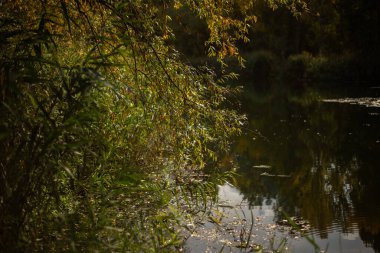 Ağaçlar ve yapraklarla dolu sonbahar ormanı