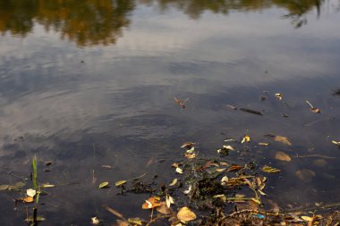 a closeup shot of water surface with a blurred background