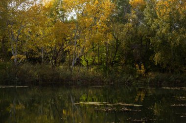 Güzel sonbahar orman manzarası