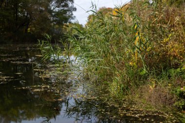 Bir gölet ve bir nehir ile sonbahar manzarası
