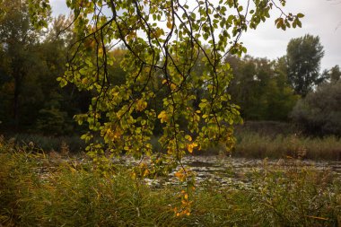 yellow leaves of the trees in autumn forest. autumn leaves on the river shore.