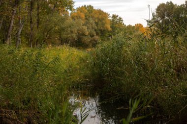 Nehir ve ormanlı sonbahar manzarası