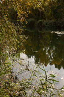Ağaçlar, yapraklar ve göl ile sonbahar manzarası