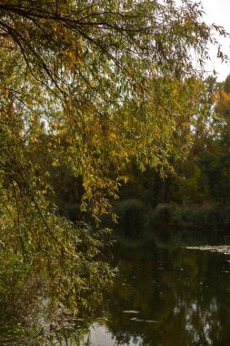 Ağaçlar ve nehirlerle dolu sonbahar manzarası