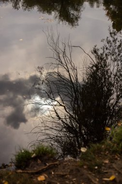 a beautiful shot of trees reflecting on the water in the park