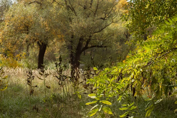 Sarı yapraklı ve ağaçlı sonbahar ormanı