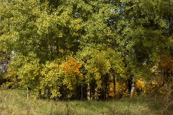 sonbahar ağaç ve yaprak