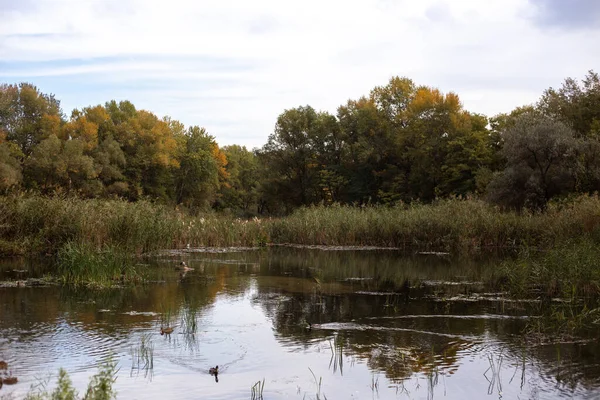 Bir göl ve bir ağaçla sonbahar manzarası