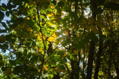 Sonbaharda bir ağacın sarı yaprakları