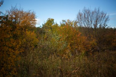 Ormanda sonbahar manzarası