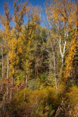 Ağaçlar ve ormanlarla dolu güzel sonbahar manzarası