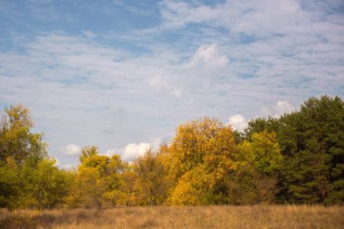 Güzel sonbahar orman manzarası