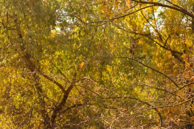 Ormandaki ağaç dalları