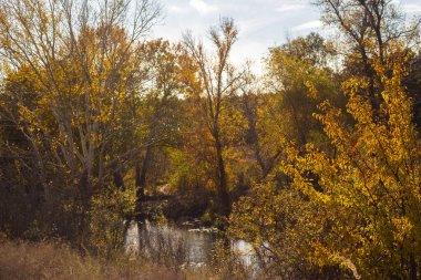 Ağaçlar ve yapraklarla dolu güzel sonbahar manzarası