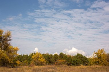 Sonbahar manzarası. Ekim ayında ormanda sarı yapraklar. Güzel manzara