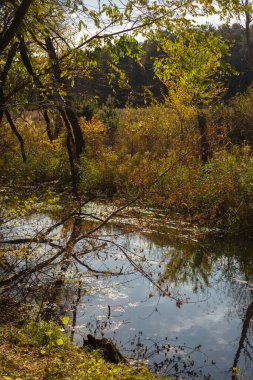 Bir gölet ve ağaçla sonbahar manzarası