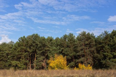 Sonbahar orman manzarası. Mavi gökyüzü arka planında sarı yapraklar. Sonbaharda sonbahar doğası