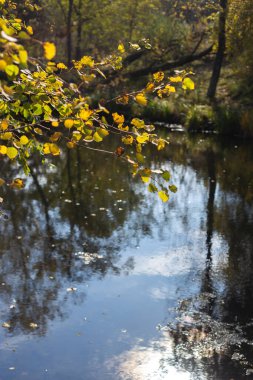 Ormanda sonbahar yaprakları