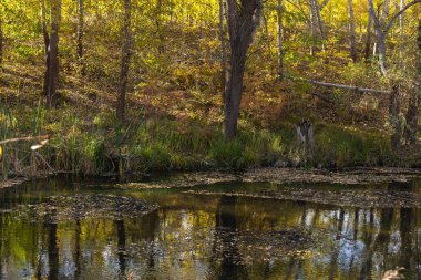 Sonbahar ormanında göleti olan güzel bir manzara.