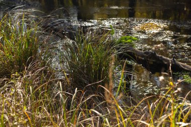 Bataklıkta bataklık
