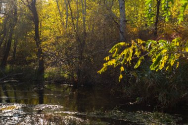 Ormandaki sonbahar nehri, altın sonbahar ağaçları