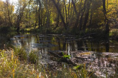 Ağaçlar ve yapraklarla dolu sonbahar manzarası