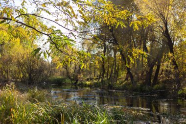 Parktaki güzel sonbahar manzarası.