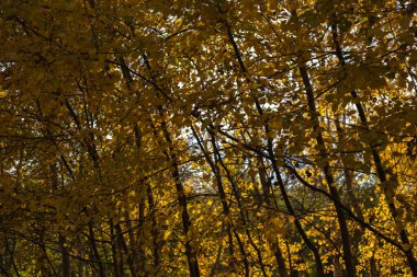 Ormanda sonbahar yaprakları