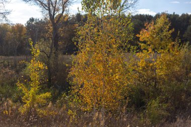 Sarı yapraklı sonbahar manzarası