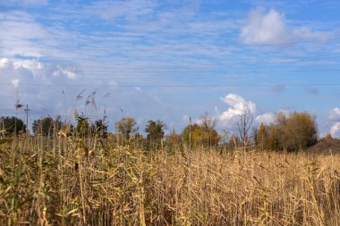 Sonbahar ormanında kuru otlar. Ormanın güzel manzarası.