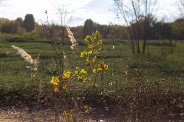 Ağaçlar ve bitkilerle dolu sonbahar ormanı