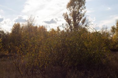 Ağaçlar ve yapraklarla dolu sonbahar manzarası