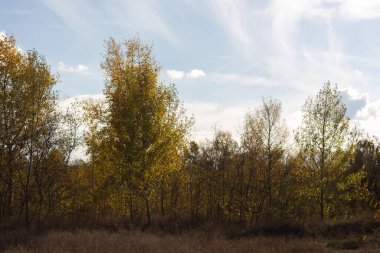 Sonbahar ormanlarındaki ağaçlarda sarı ve turuncu sonbahar yaprakları