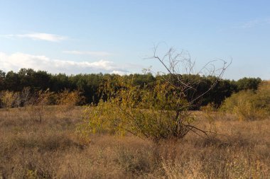 Ormanda bir ağacı olan güzel bir manzara.