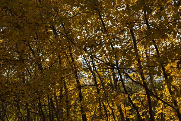 Ormanda sonbahar yaprakları