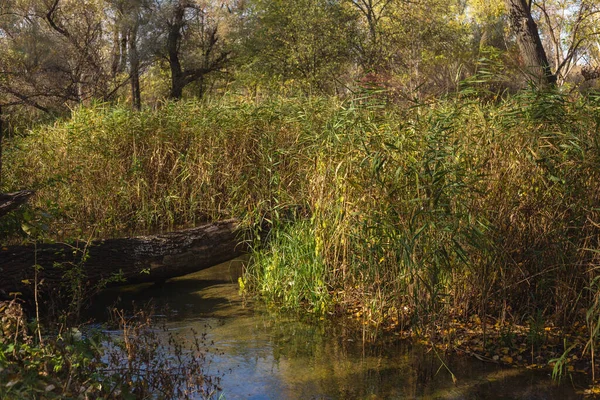 Ormandaki nehrin güzel manzarası