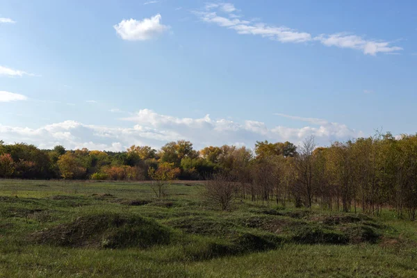 Ağaçlar ve yeşil otlarla dolu sonbahar manzarası