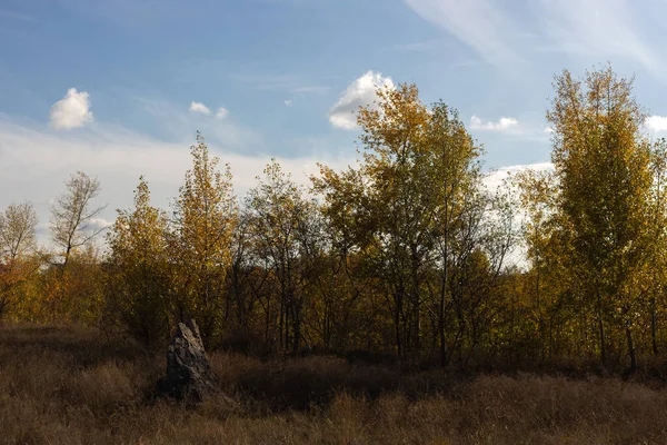 Huş ağaçları sonbaharda