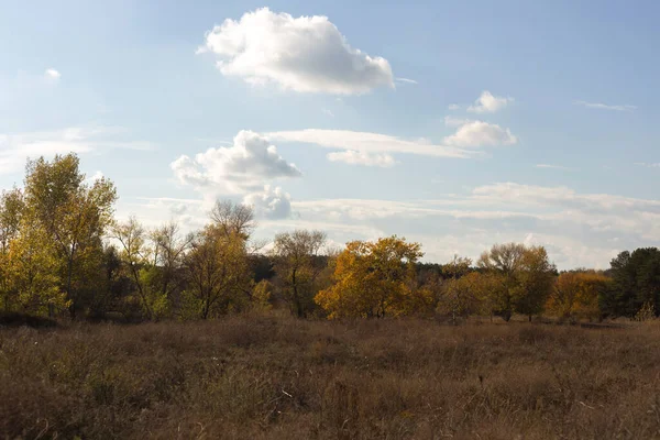 Sonbahar manzarası. Ormanda sarı ağaçlar