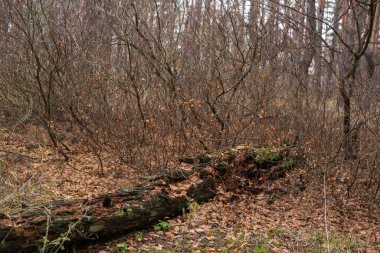 Yere düşen yaşlı ağaç