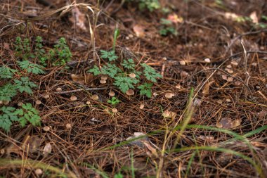 Ormanda yeşil yapraklar