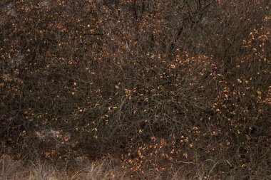Sonbahar ormanı sabahları