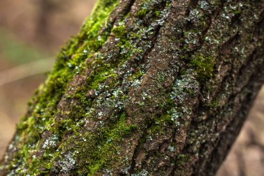 Altın Yapraklarla Büyüleyici Sonbahar Ormanı