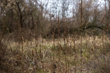Sonbahar ormanındaki kuru çalı.