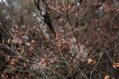 Güzel sonbahar yaprakları, bitkiler ve yapraklar.