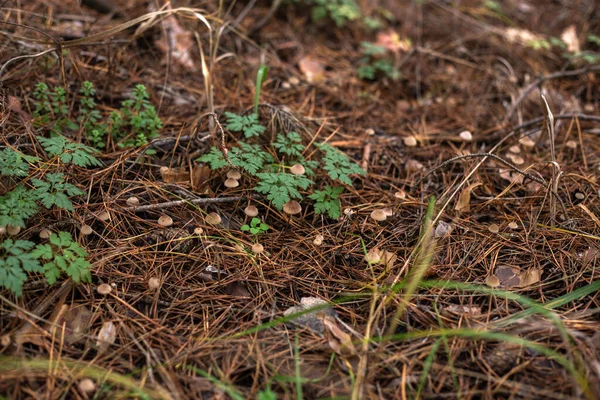 Ormanda yeşil yapraklar