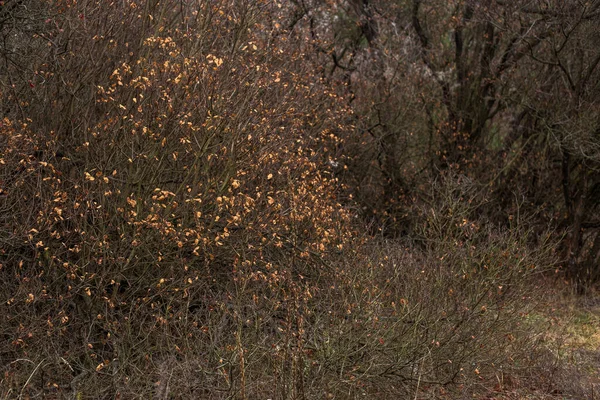 Altın Yapraklarla Büyüleyici Sonbahar Ormanı